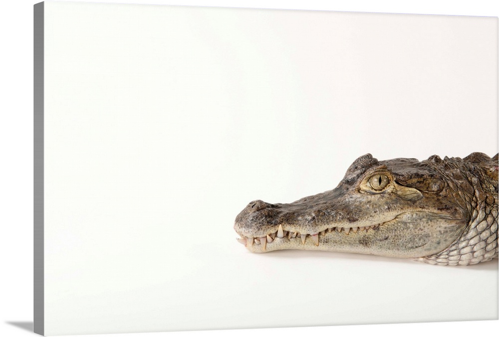 A spectacled caiman, Caiman crocodilus.