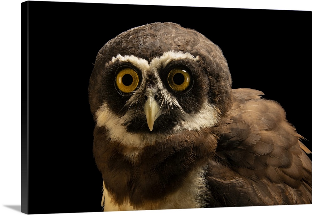 A spectacled owl (Pulsatrix perspicillata perspicillata) at the Quistococha Zoo in Iquitos, Peru.