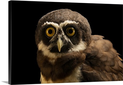 A Spectacled Owl At The Quistococha Zoo In Iquitos, Peru
