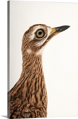 A spotted thick-knee, Burhinus capensis