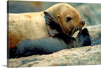 A Steller sea lion exchanges a kiss with her pup, Lowrie Island, Forrester Island National Wildlife Refuge, Alaska