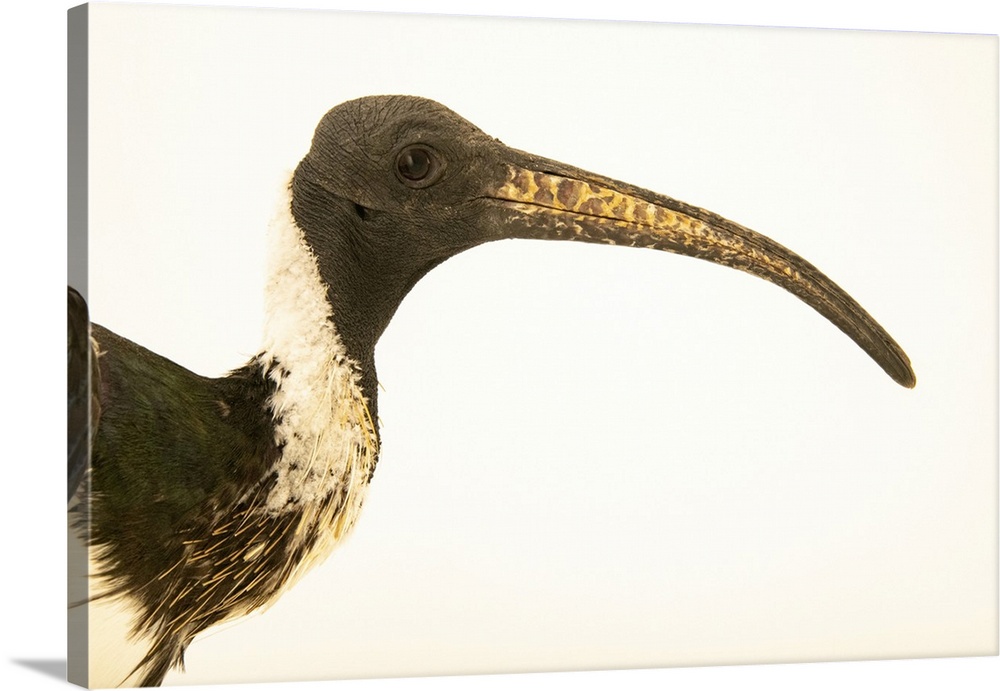 A straw-necked ibis (Threskiornis spinicollis) photographed at Al Bustan Zoological Centre in Sarjah, UAE.