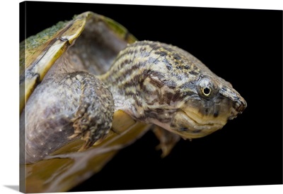 A Striped Neck Musk Turtle