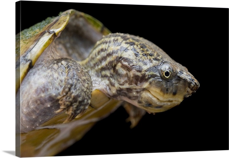 A Striped Neck Musk Turtle Wall Art, Canvas Prints, Framed Prints, Wall ...