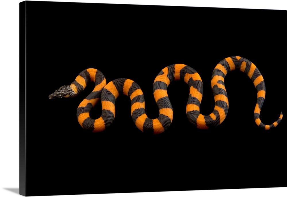 A studio portrait of a Bismarck ringed python, Bothrochilus boa.