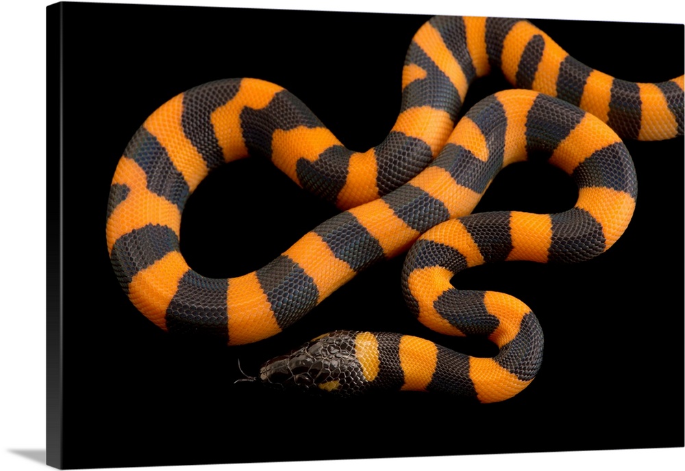 A studio portrait of a bismarck ringed python, Bothrochilus boa.
