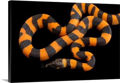 A studio portrait of a bismarck ringed python, Bothrochilus boa