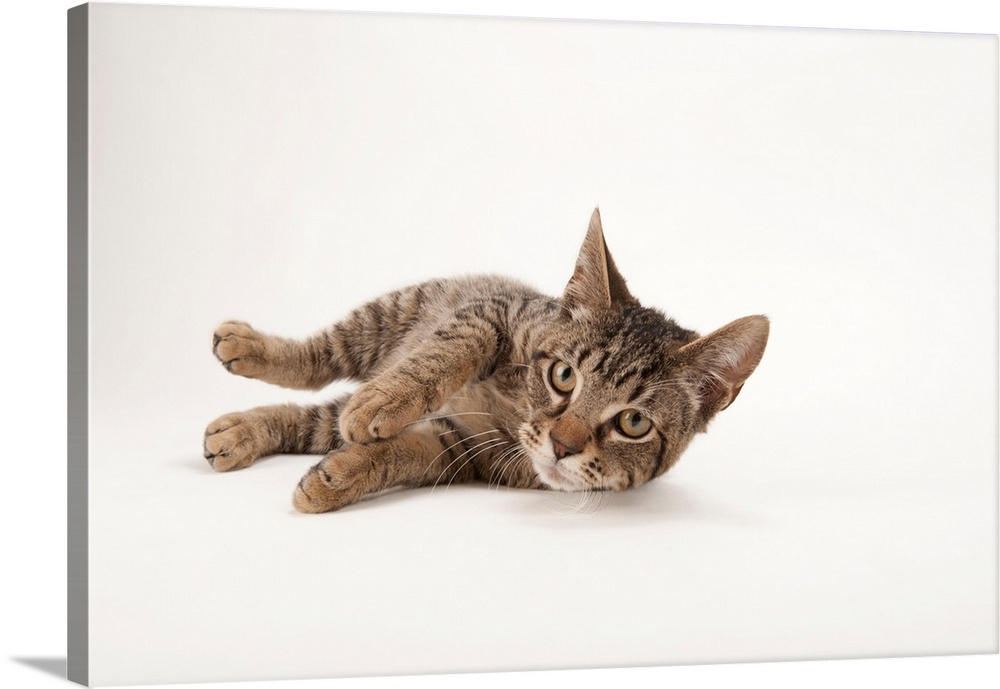 A studio portrait of a brown tabby cat named Downtown.