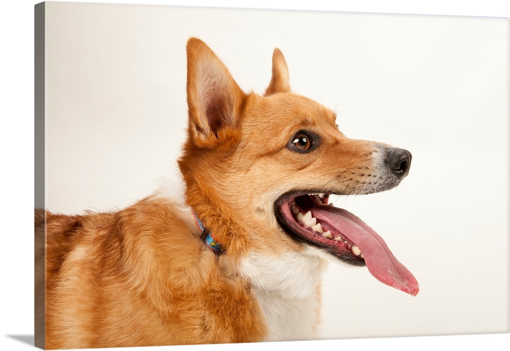 A studio portrait of a corgi dog named Rusty.