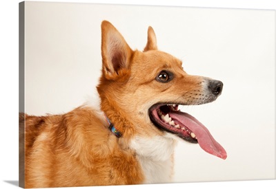 A studio portrait of a corgi dog named Rusty