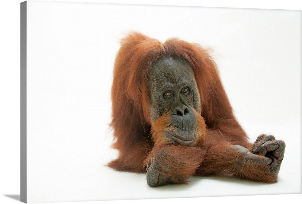A studio portrait of a critically endangered Sumatran orangutan, Pongo abelii.