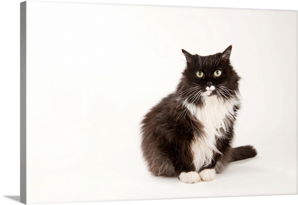 A studio portrait of a domestic house cat.
