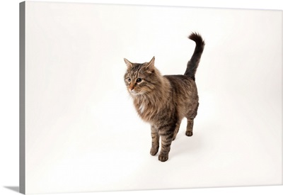 A studio portrait of a domestic house cat named Rocket