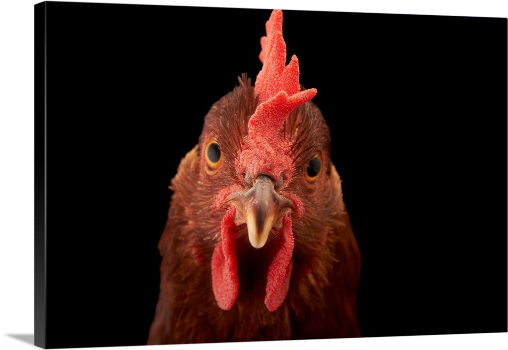 A studio portrait of a New Hampshire Red hen.