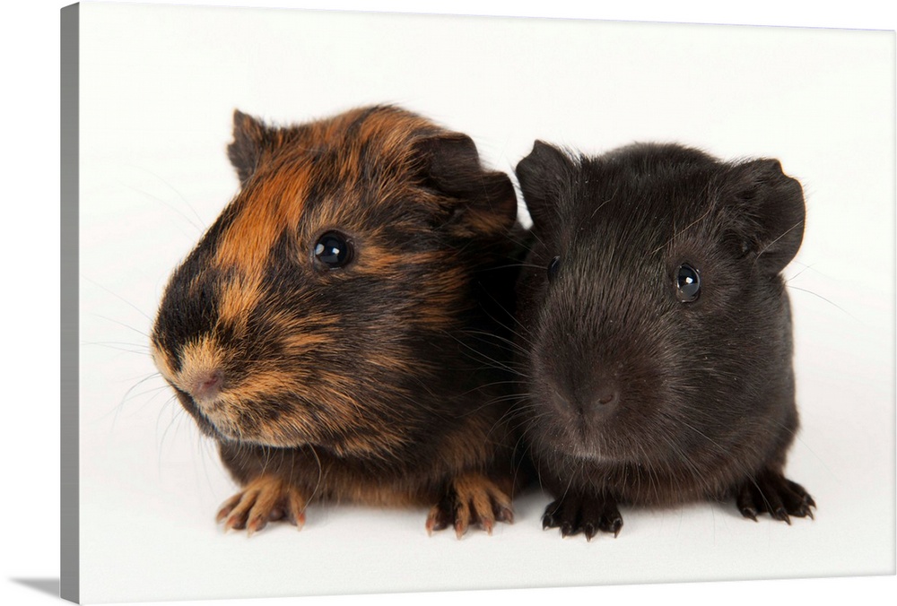 A studio portrait of a pair of guinea pigs.