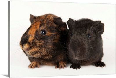 A studio portrait of a pair of guinea pigs