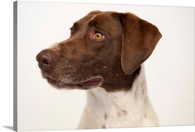 A studio portrait of a pointer and spaniel mixed breed dog