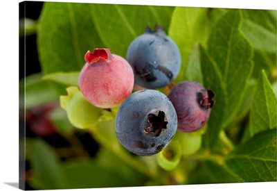 A studio portrait of lowbush blueberries