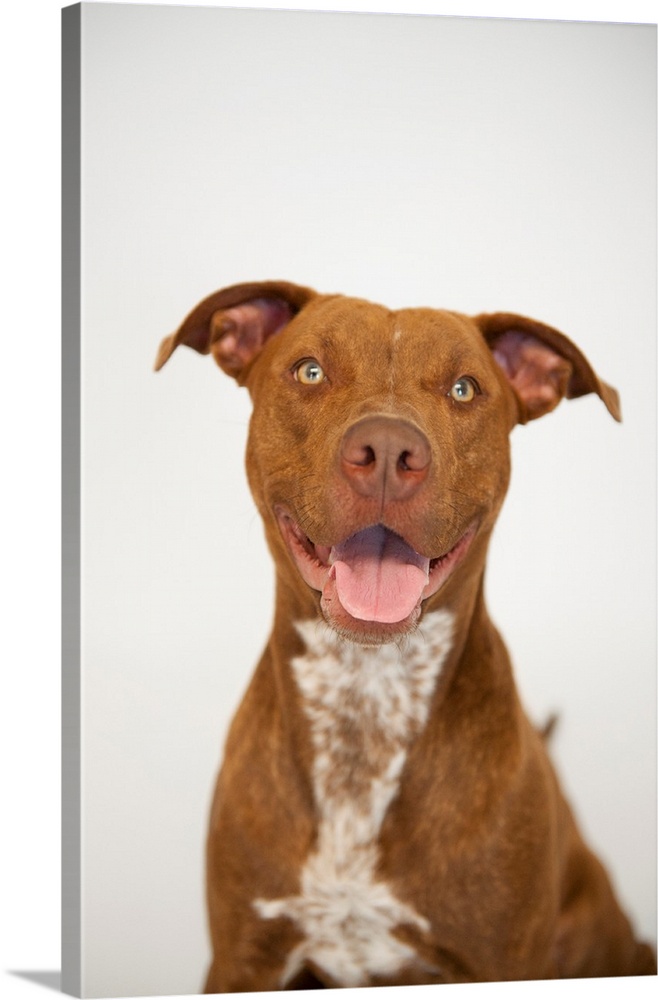 A studio portrait of Maria, a pit bull terrier.