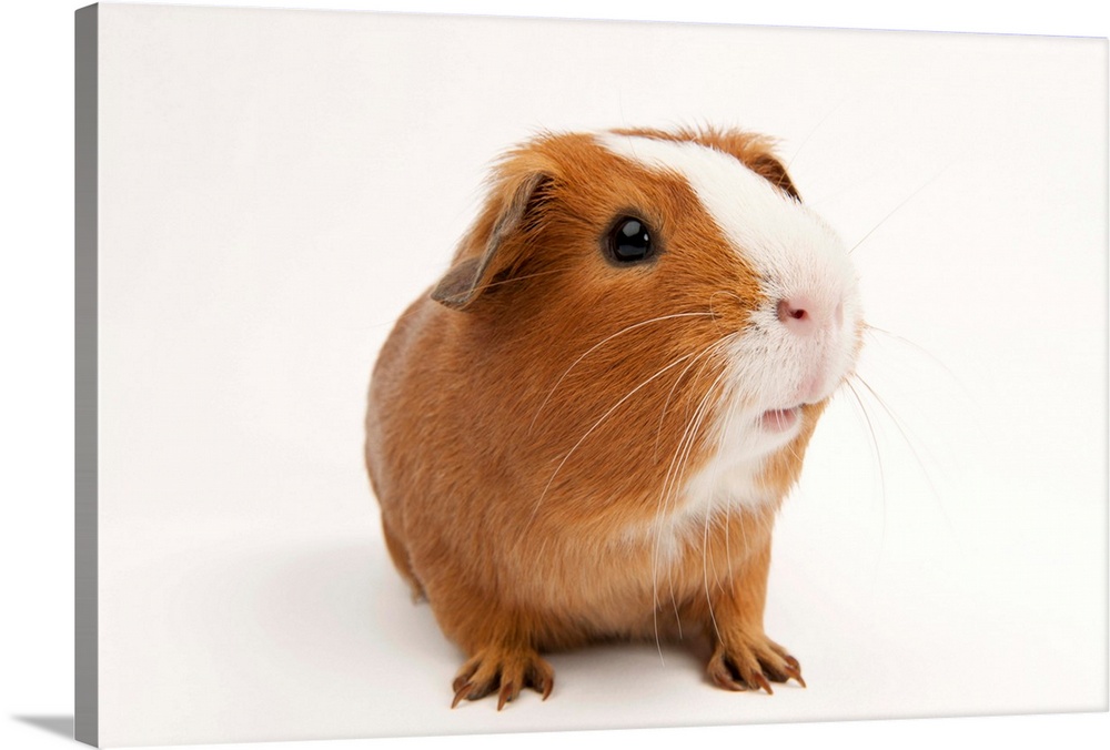 A studio portrait of Rutherford the guinea pig.
