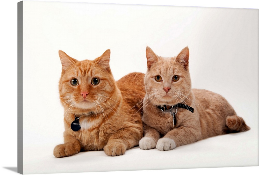 A studio portrait of two cats named Romey and Gorby.