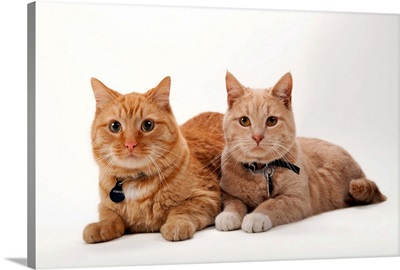 A studio portrait of two cats named Romey and Gorby