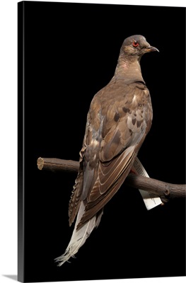A stuffed and mounted passenger pigeon, the last of her species