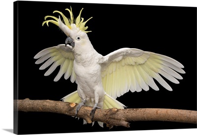 A sulpher-crested cockatoo, at the Minnesota Zoo