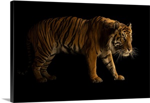 A Sumatran Tiger At Tierpark Berlin In Berlin, Germany image thumbnail