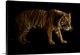 image thumbnail of A Sumatran tiger (Panthera tigris sumatrae) at Tierpark Berlin in Berlin, Germany.