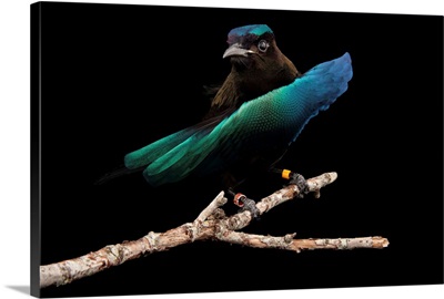 A superb bird-of-paradise, Lophorina superba