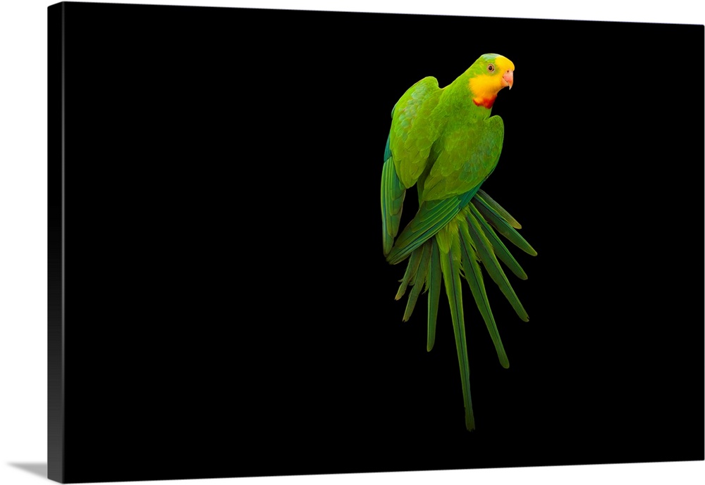 A superb parrot, Polytelis swainsonii.