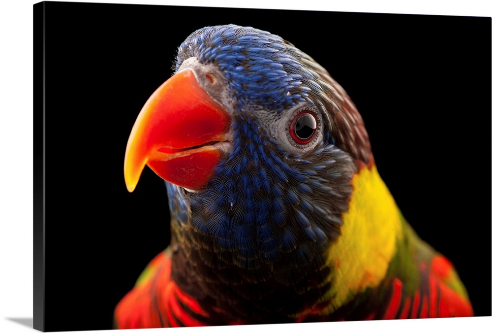 Photograph of an animal against black studio background.