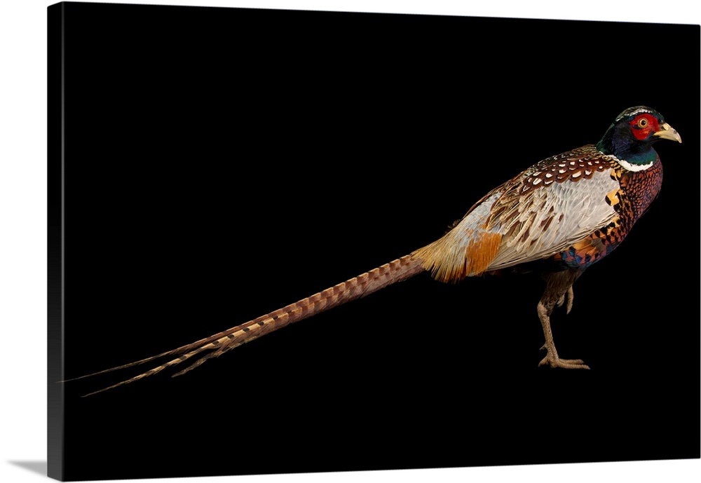A Taiwan ring necked pheasant, Phasianus colchicus formosanus, at the Plzen Zoo.