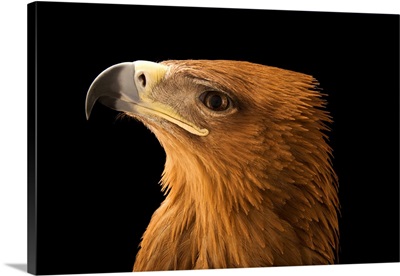 A Tawny Eagle, Aquila Rapax, At Sia, The Comanche Nation Ethno-Ornithological Initiative