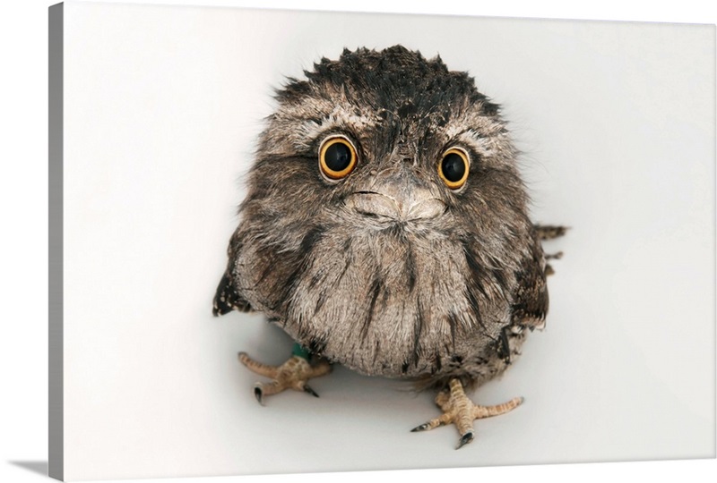 A tawny frogmouth owl, Podargus strigoides, at the Fort Worth Zoo ...