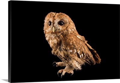 A tawny owl, Strix aluco sylviatica, at Centro Recupero Fauna Selvatica Trento