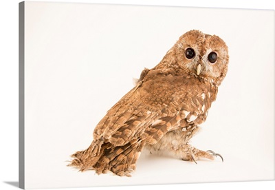 A tawny owl, Strix aluco sylviatica, at Centro Recupero Fauna Selvatica Trento