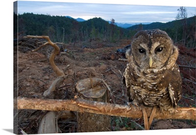 A threatened Northern spotted owl in a fresh clear-cut