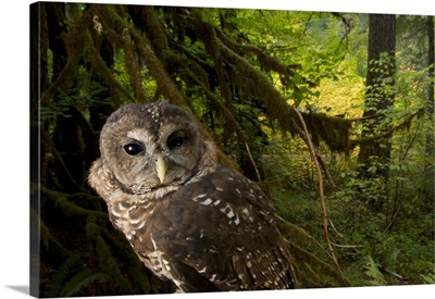 A threatened Northern spotted owl in Siskiyou National Forest