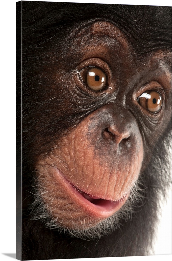 A three-month-old baby chimpanzee named Ruben at Tampa's Lowry Park Zoo.