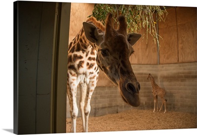 A three-week old giraffe with the mother at the Auckland Zoo
