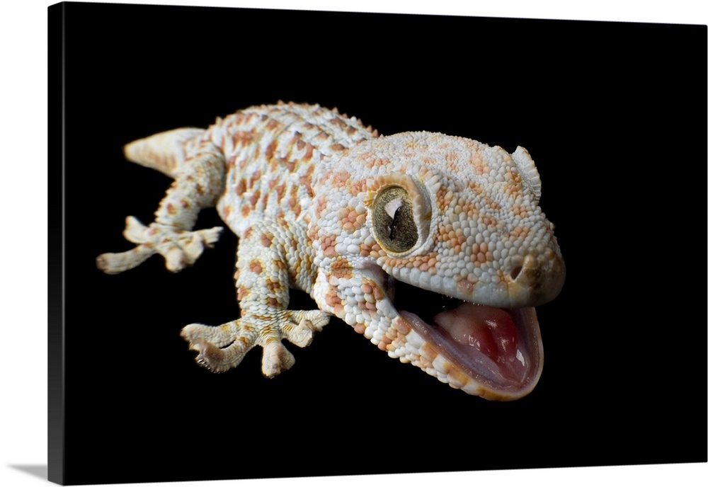 A tokay gecko (Gekko gecko) at the Sunset Zoo in Manhattan, Kansas.