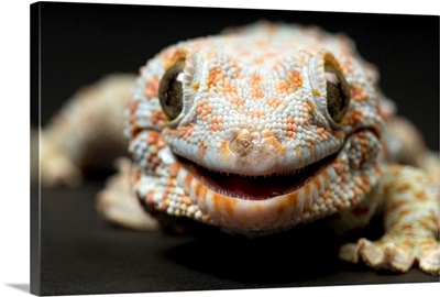A tokay gecko, the Sunset Zoo, Manhattan, Kansas, United States of America