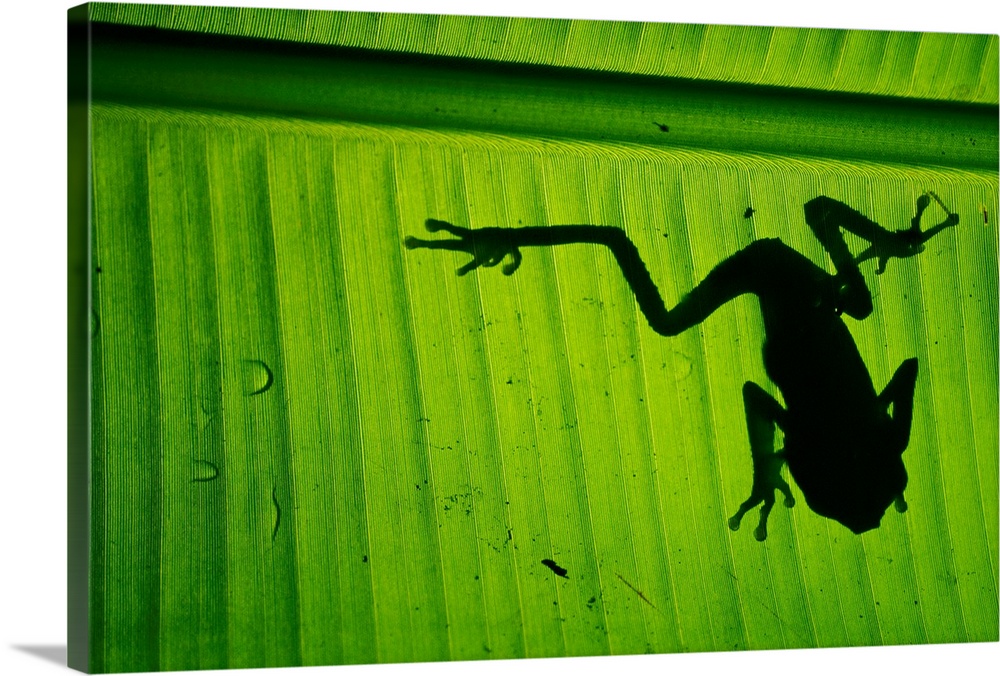 A photograph is taken from underneath a large leaf where you can see the silhouette of a tree frog.