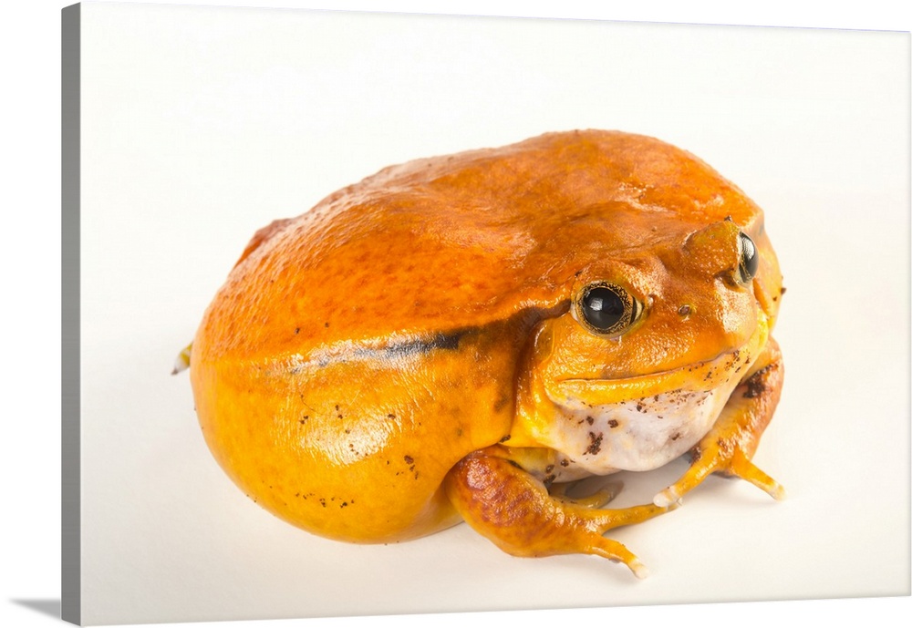 A true tomato frog, Dyscophus antongilii, from the Lincoln Children's Zoo.
