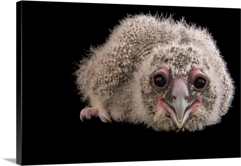 A twenty four day old milky eagle owl chick, Bubo lacteus, at Zoo Atlanta.