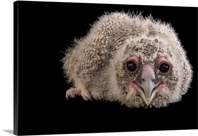 A twenty four day old milky eagle owl chick, Bubo lacteus, at Zoo Atlanta