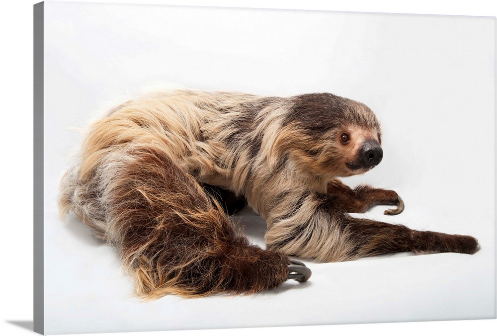 A two-toed sloth, Choloepus didactylus, at the Lincoln Children's Zoo.