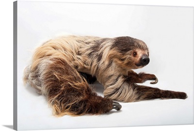 A two-toed sloth, at the Lincoln Children's Zoo